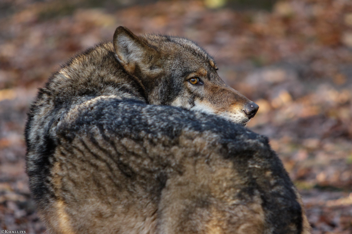 Muenster1511Kati_Freya-25