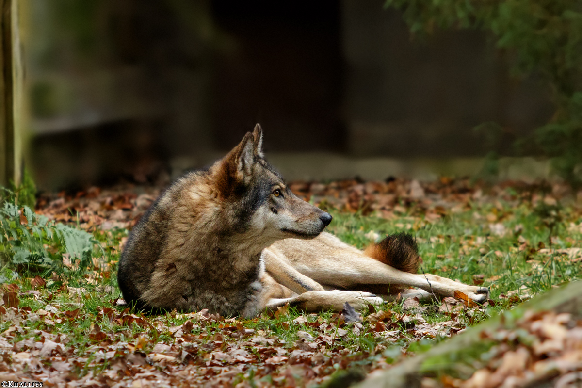 Muenster1511Kati_Freya-31