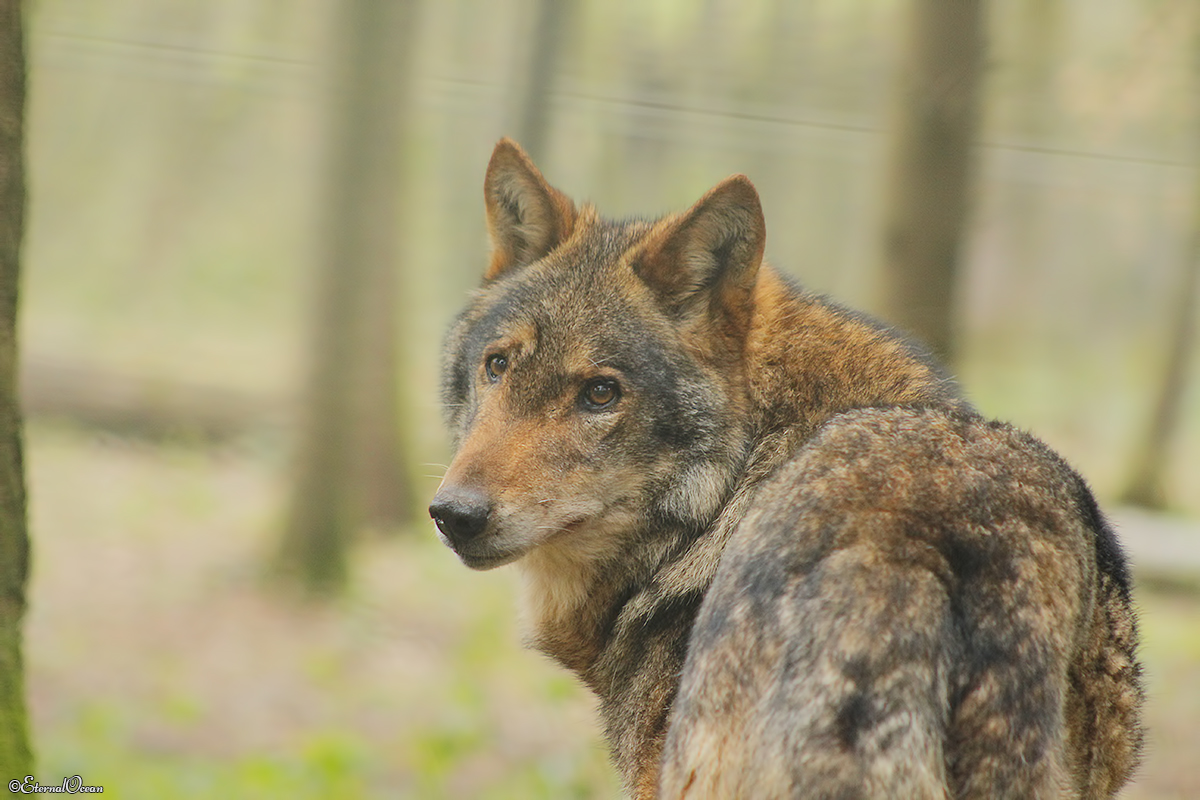 Anholt1412Jessi_Hotah-05