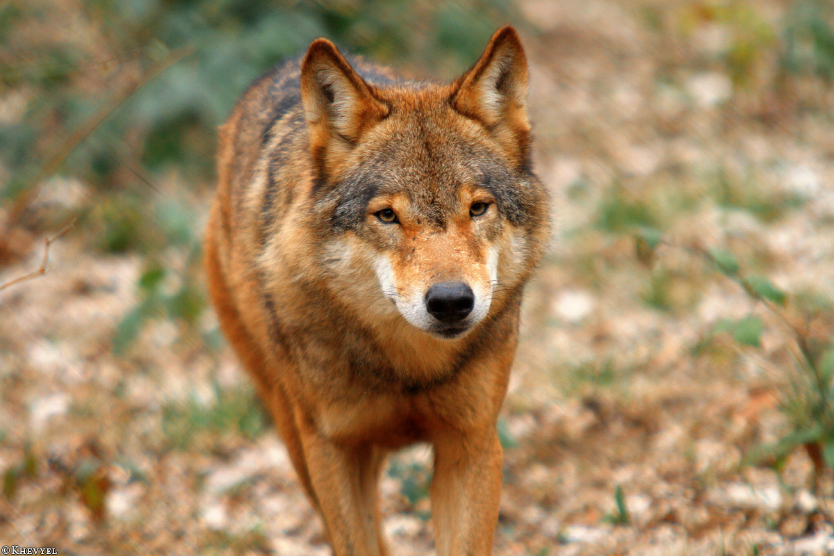 Anholt1403Kati_Kira-01