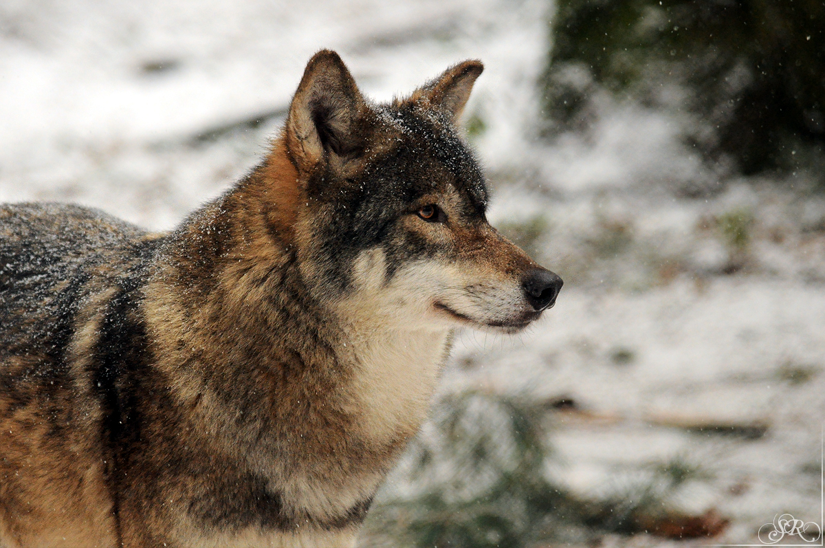 Auheim1301Sas_Roy-02