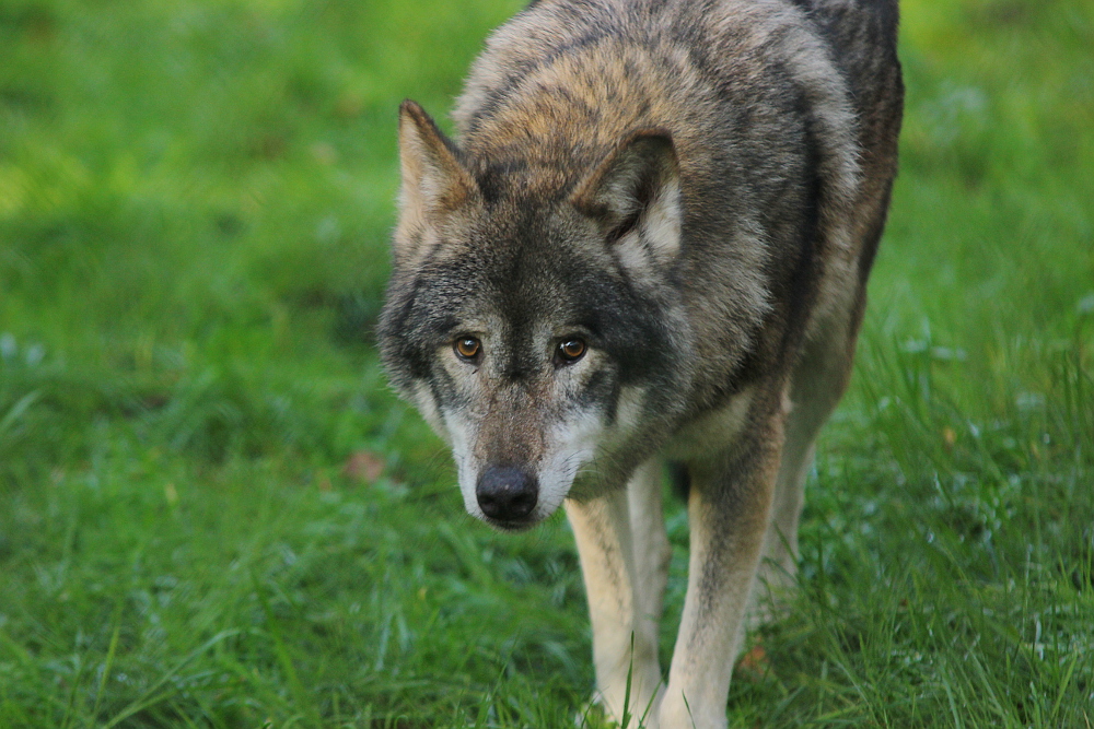 Auheim1411Elli_Roy-05