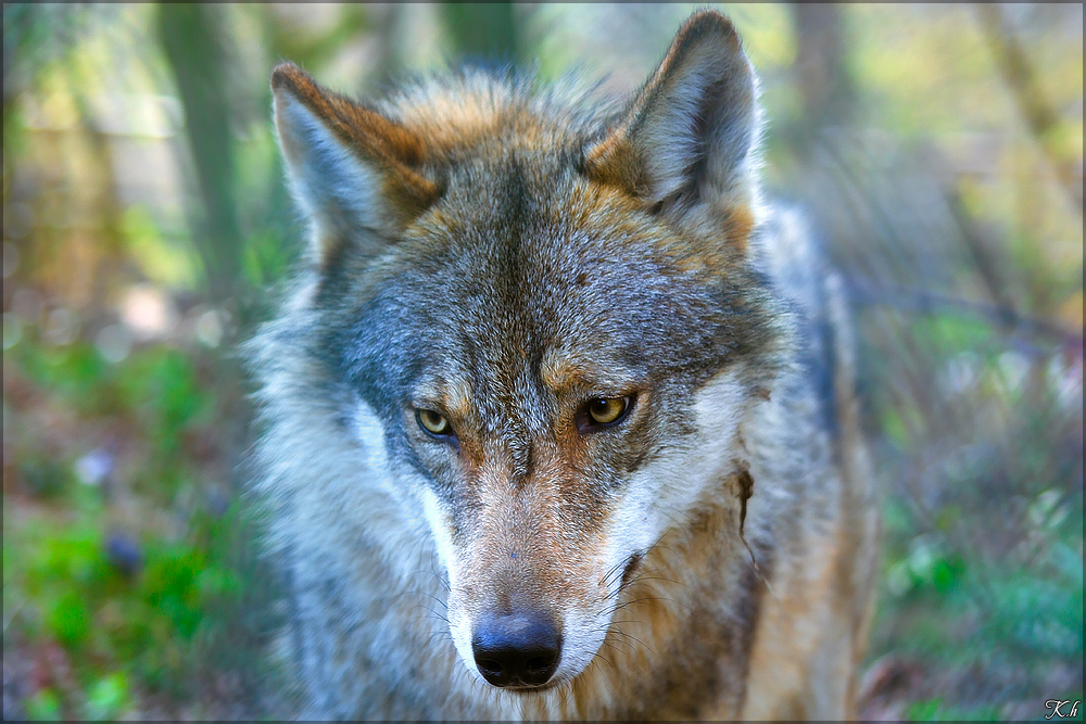 Olderdissen1004Kati_Luna-01