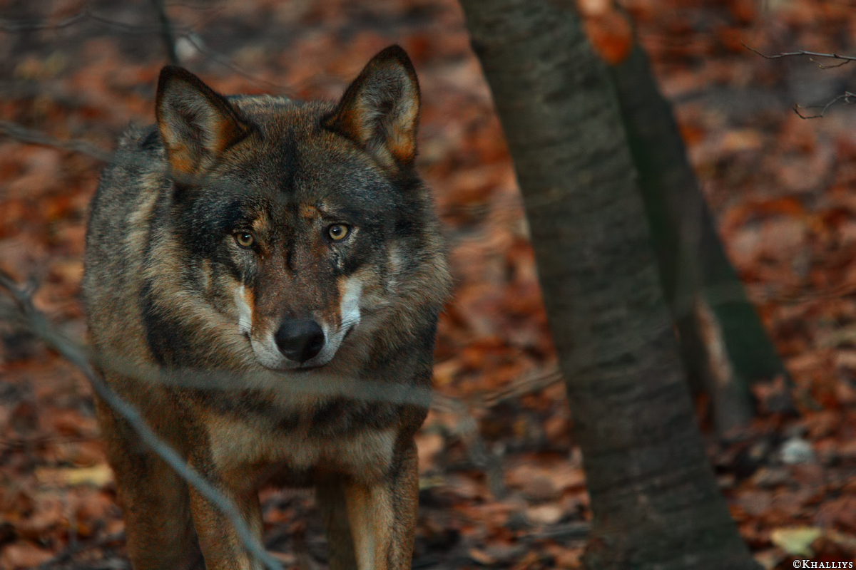 Olderdissen1010Kati_Laika-08