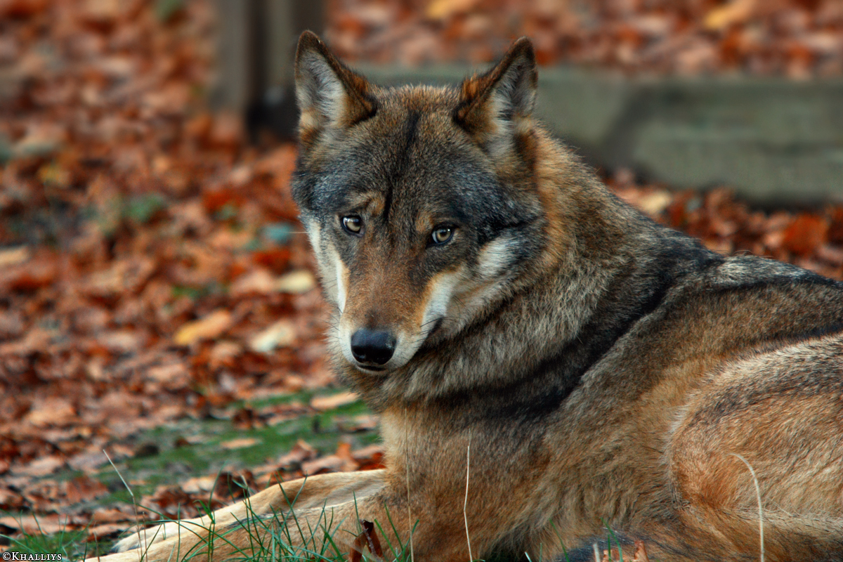 Olderdissen1010Kati_Smilla-02