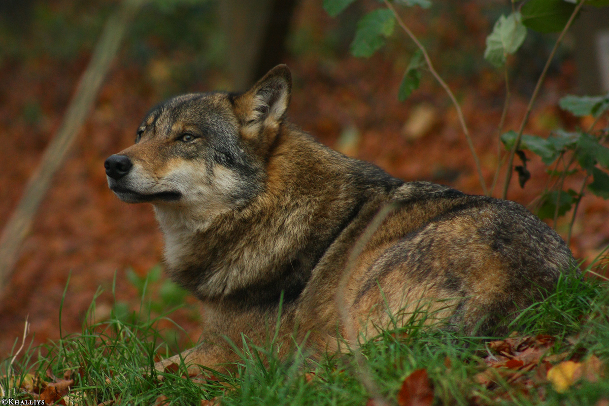 Olderdissen1010Kati_Smilla-17