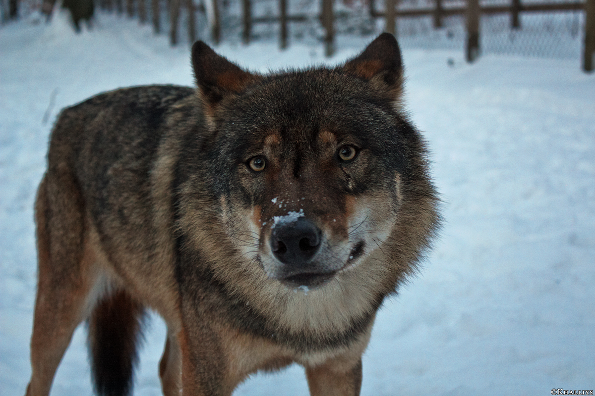 Olderdissen1001Kati_Laika-01