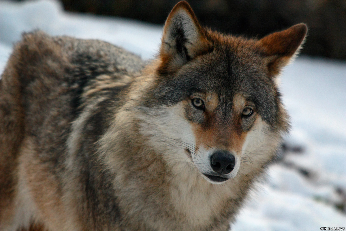 Olderdissen1002Kati_Ronja-02