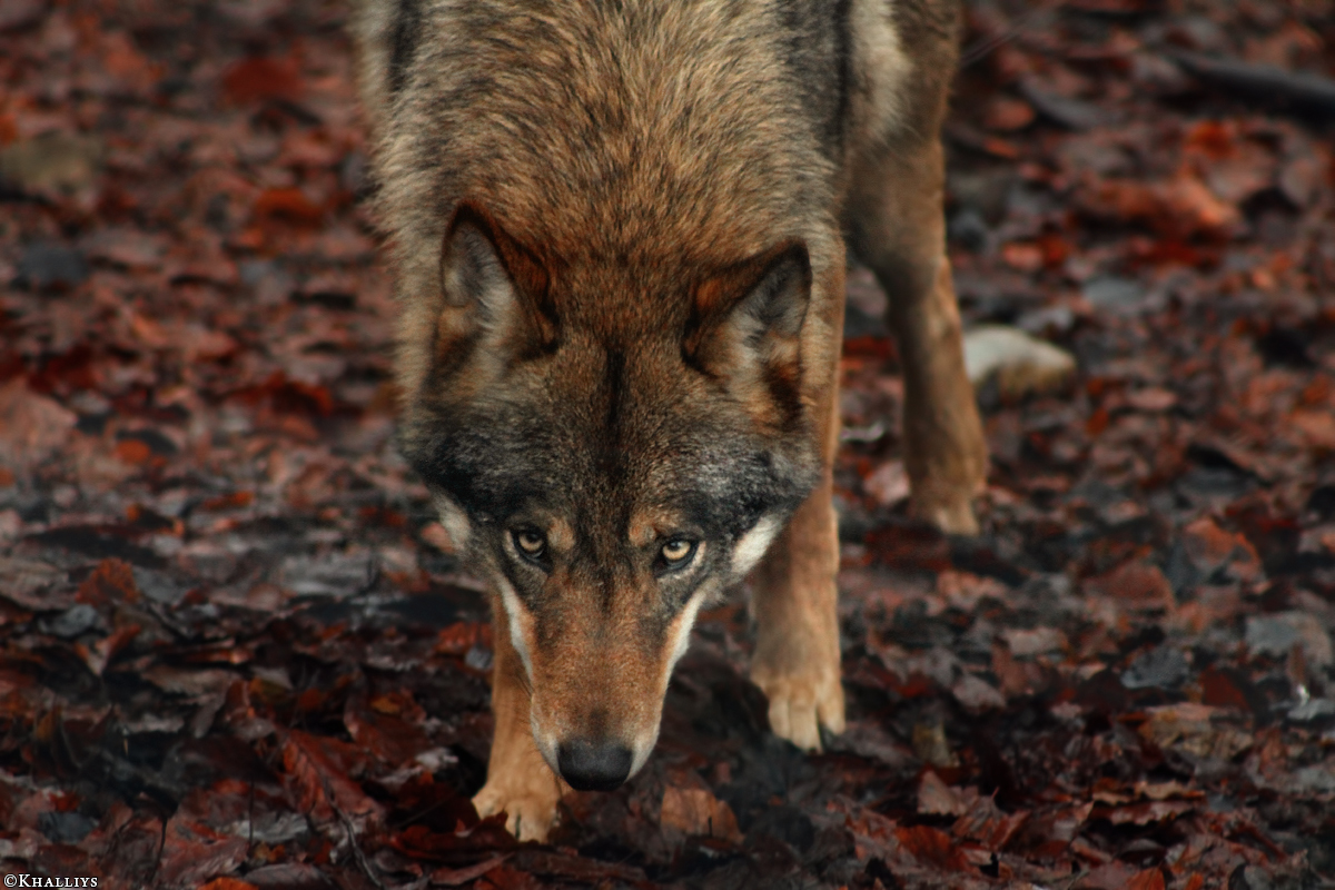 Olderdissen1101Kati_Smilla-02