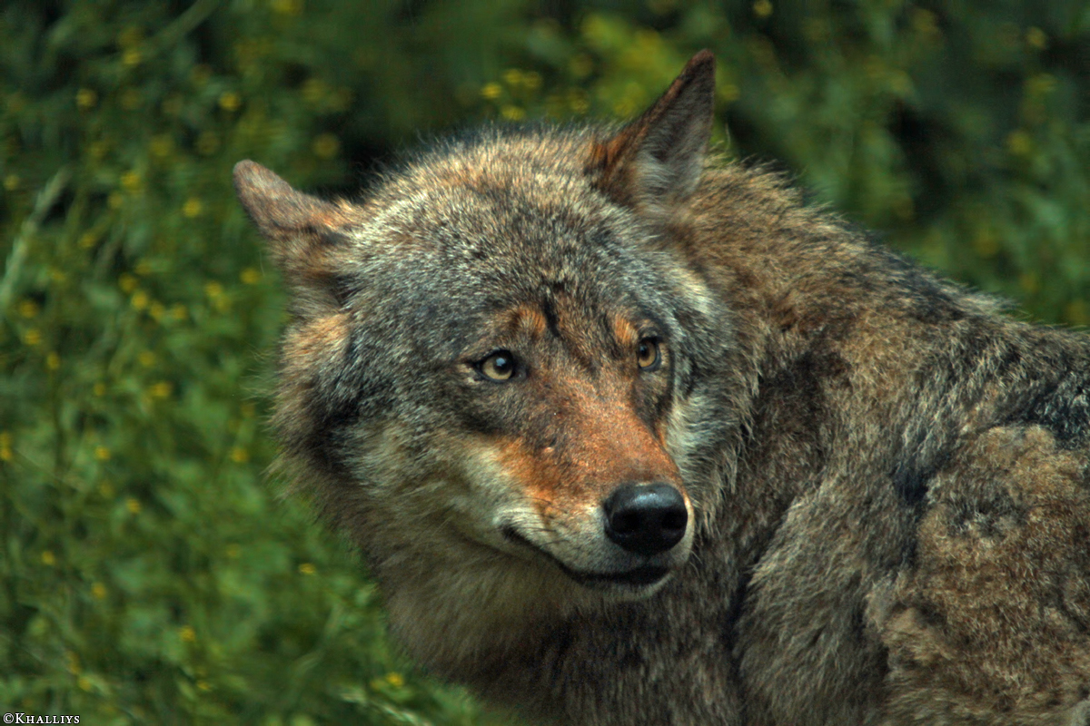 Olderdissen1106Kati_Smilla-10