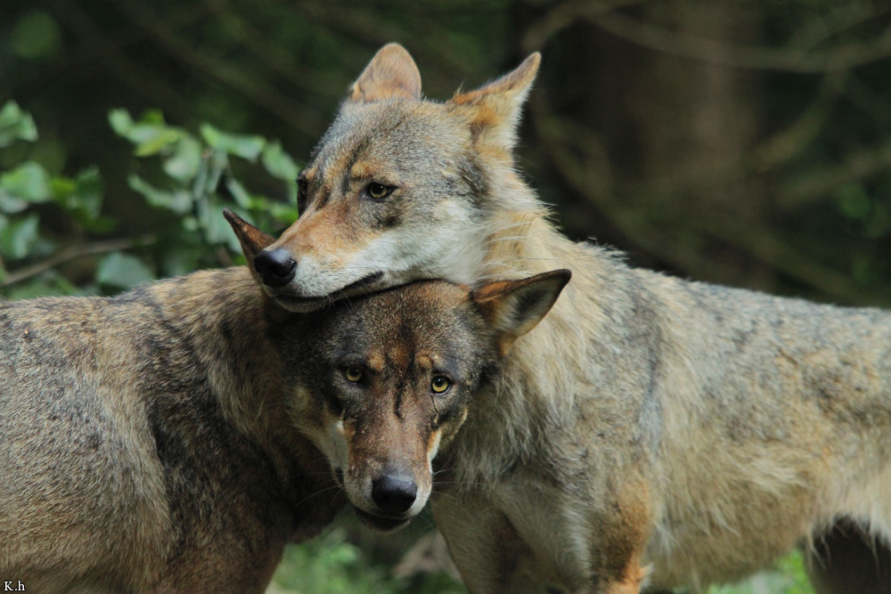 Olderdissen1107Kati_All-04