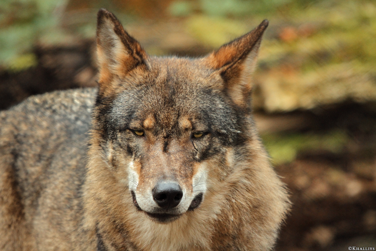 Olderdissen1111Kati_Laika-09