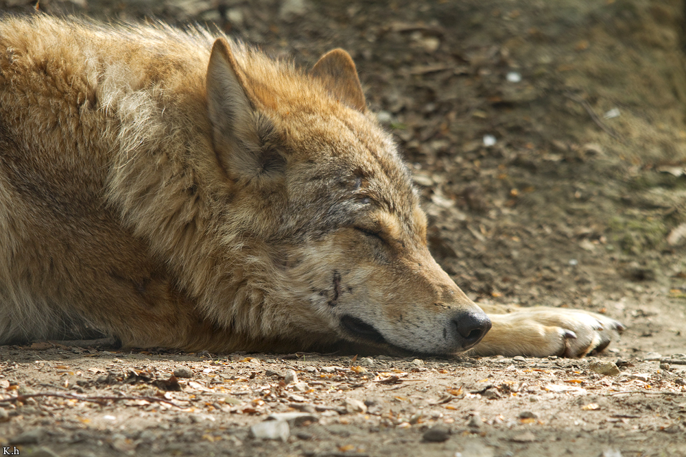 Olderdissen1104Kati_Ronja-04