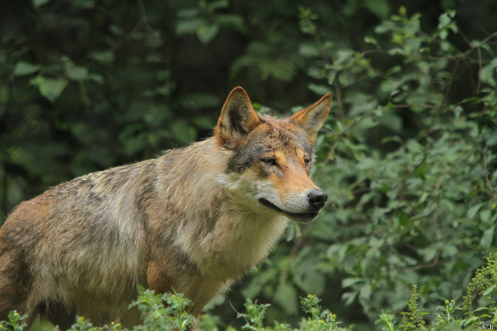 Olderdissen1107Kati_Ronja-02