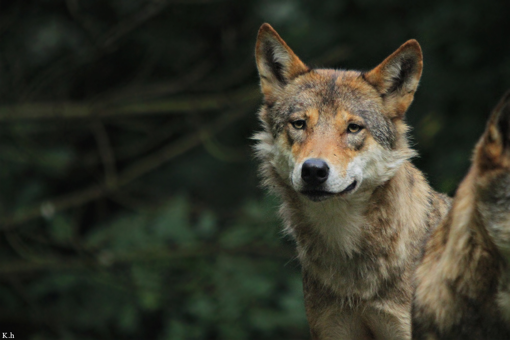 Olderdissen1107Kati_Ronja-04