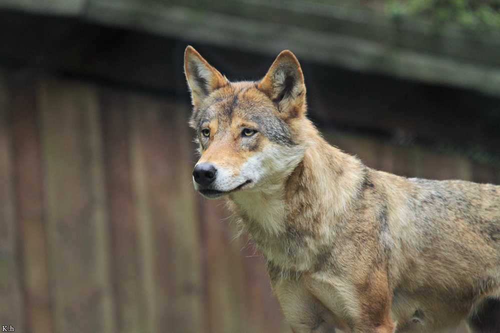 Olderdissen1107Kati_Ronja-05