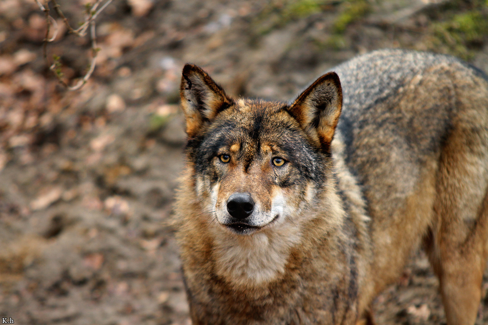 Olderdissen1202Kati_Laika-17