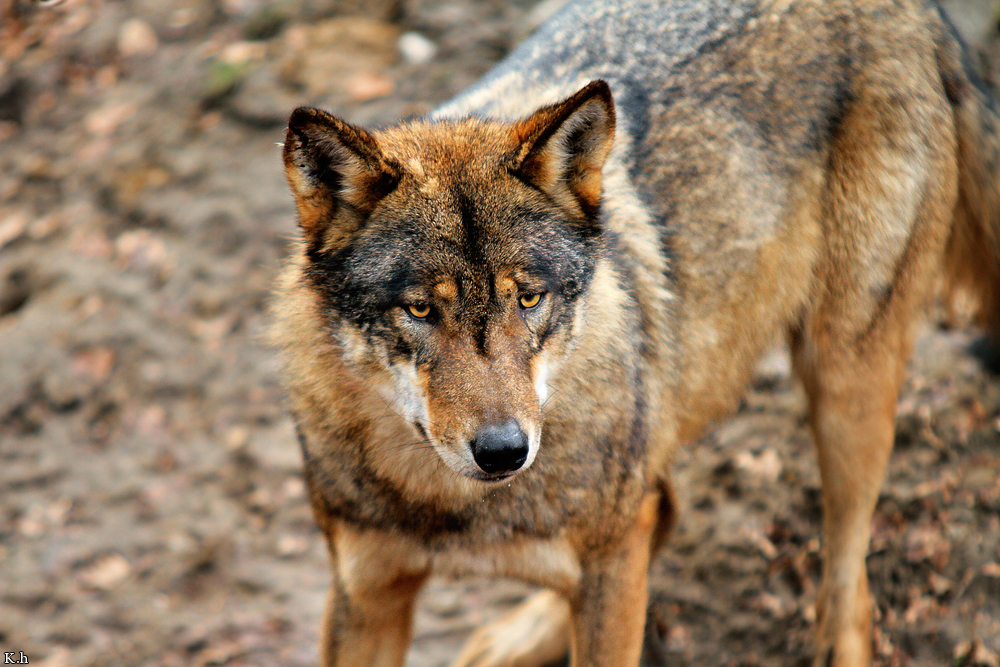Olderdissen1202Kati_Laika-18