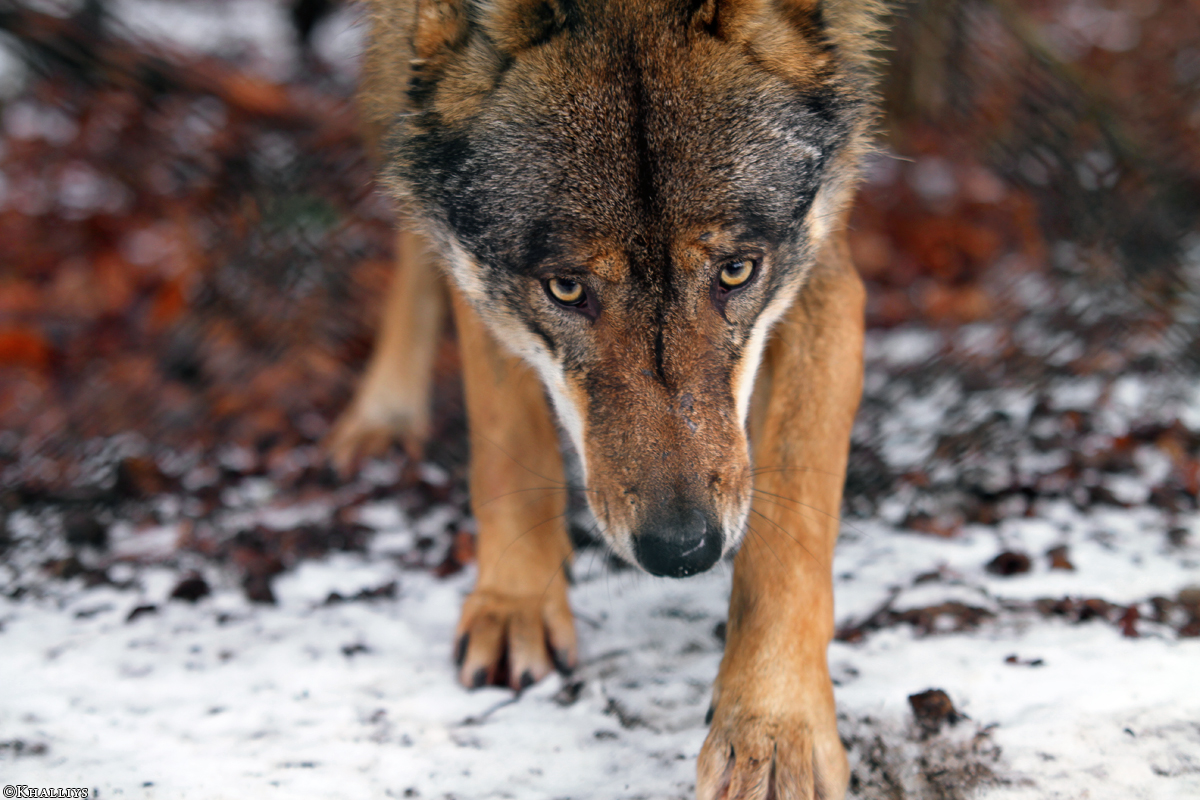 Olderdissen1202Kati_Laika-23