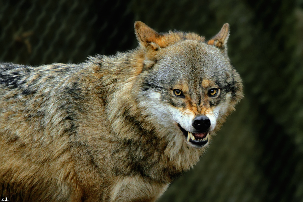 Olderdissen1202Kati_Luna-12