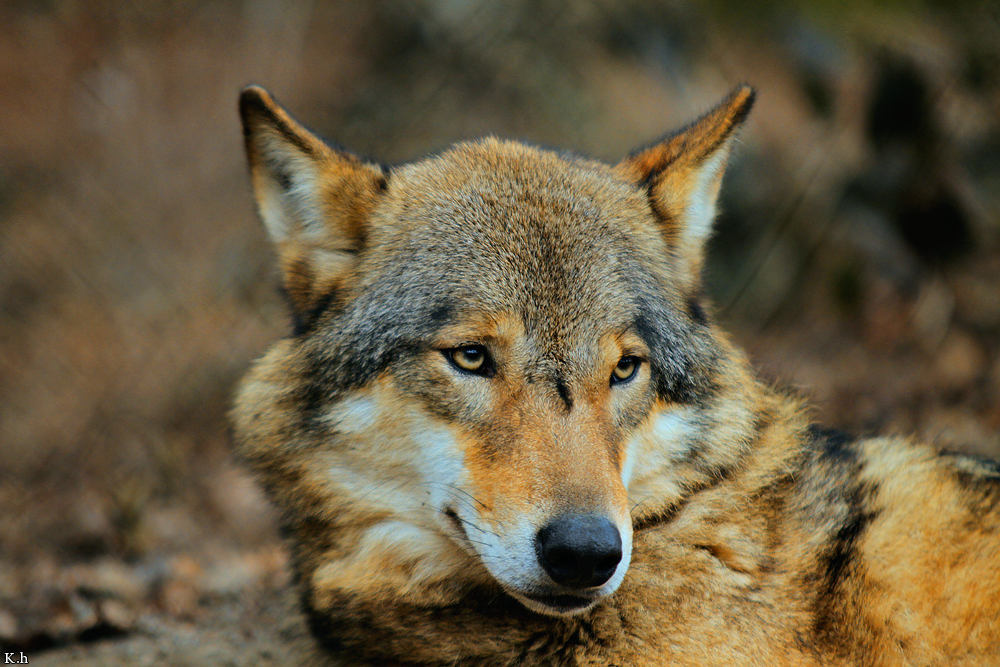 Olderdissen1203Kati_Kira-09