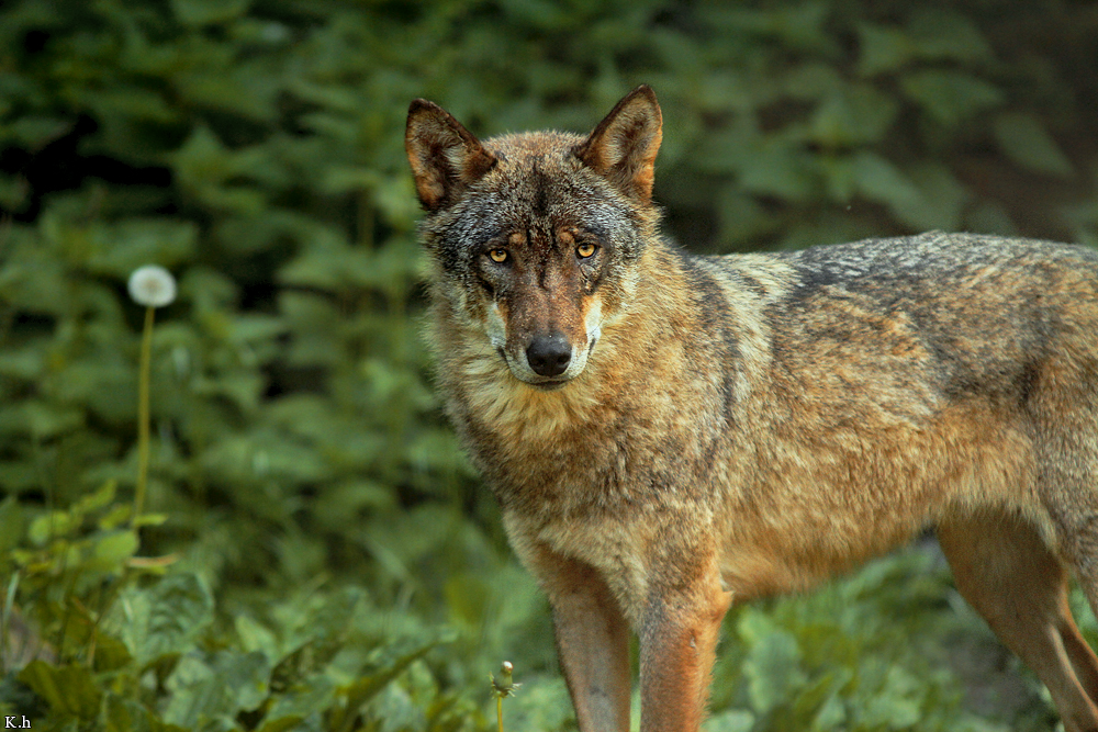 Olderdissen1204Kati_Laika-20