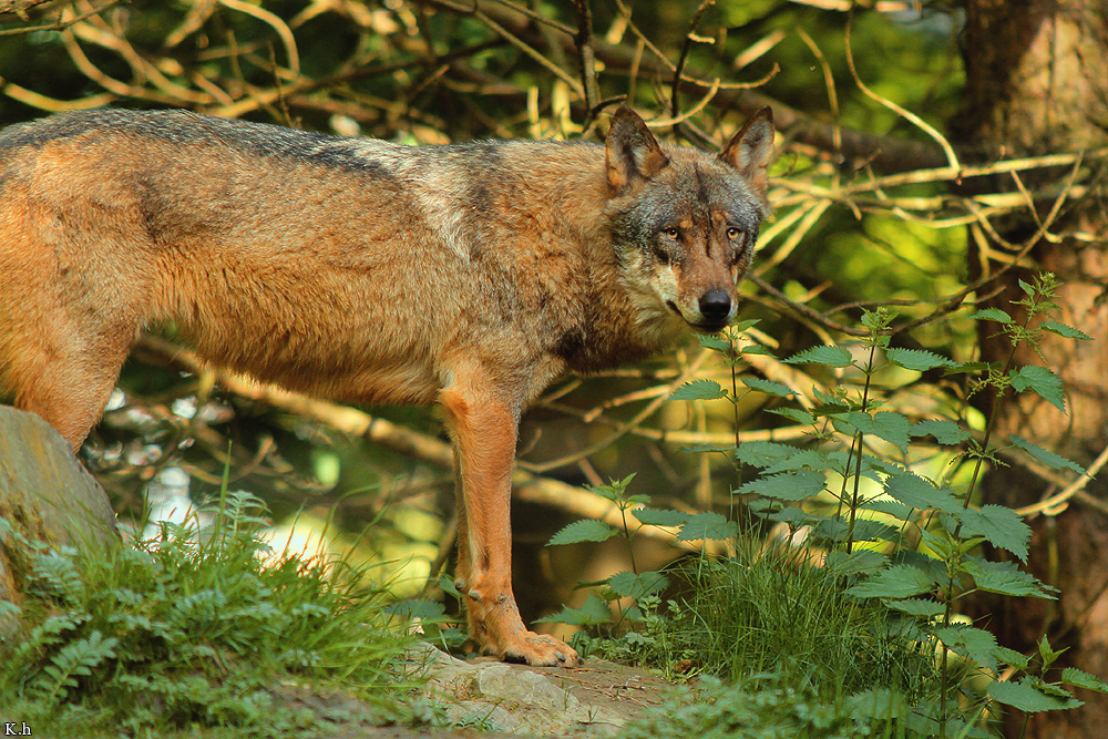 Olderdissen1204Kati_Laika-24