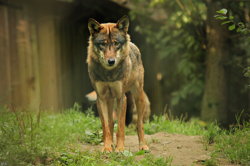 Olderdissen1207Kati_Laika-24