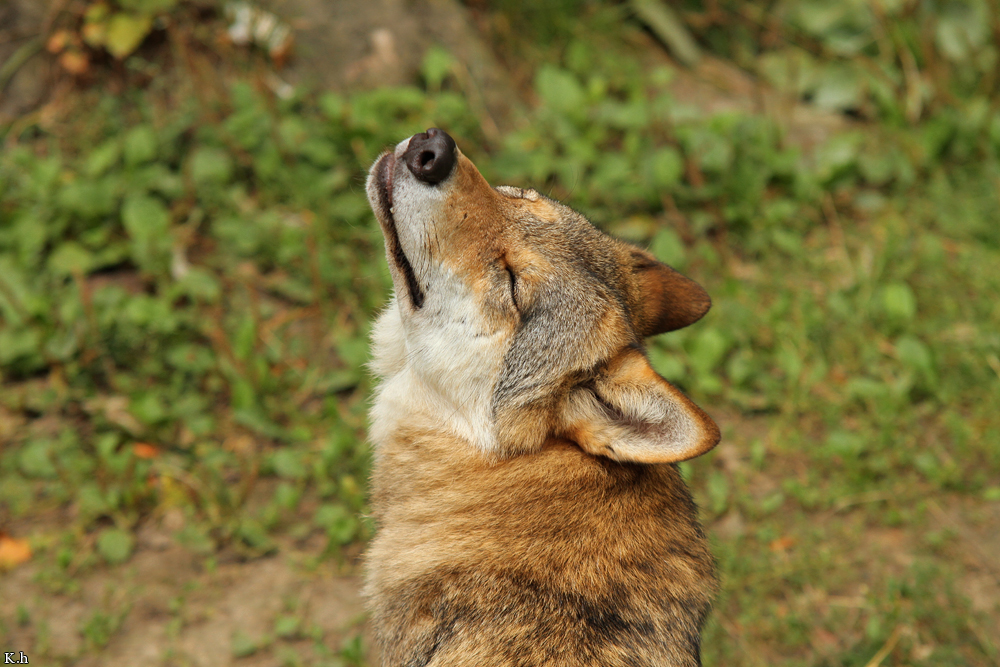 Olderdissen1207Kati_Ronja-11