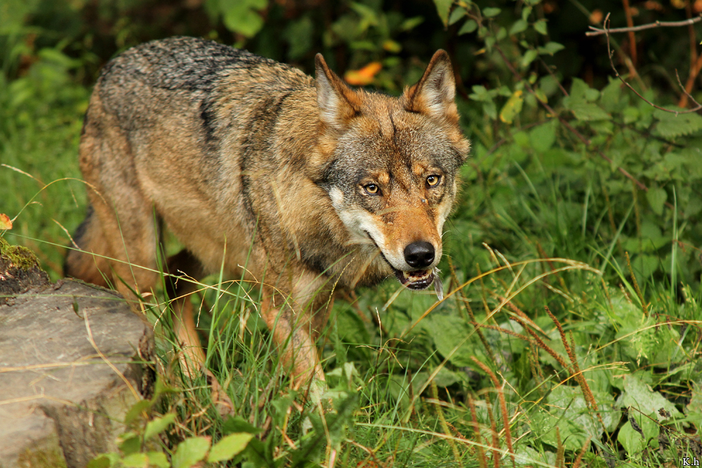 Olderdissen1207Kati_Smilla-11