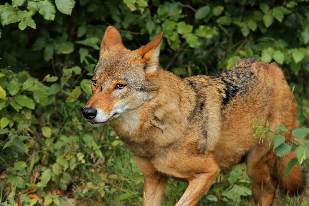 Olderdissen1209Kati_Kira-02