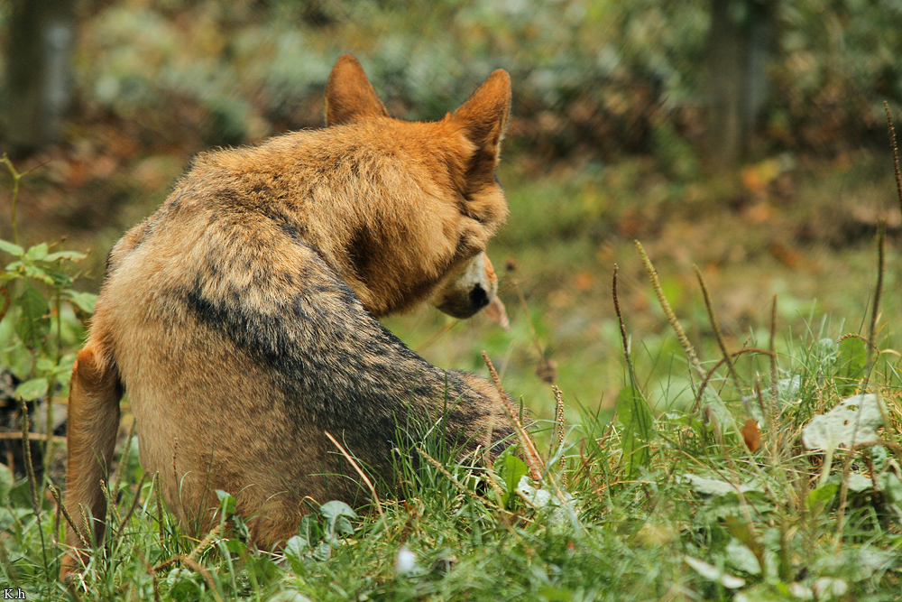 Olderdissen1209Kati_Kira-08