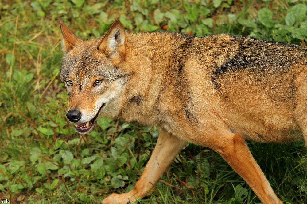 Olderdissen1209Kati_Kira-11