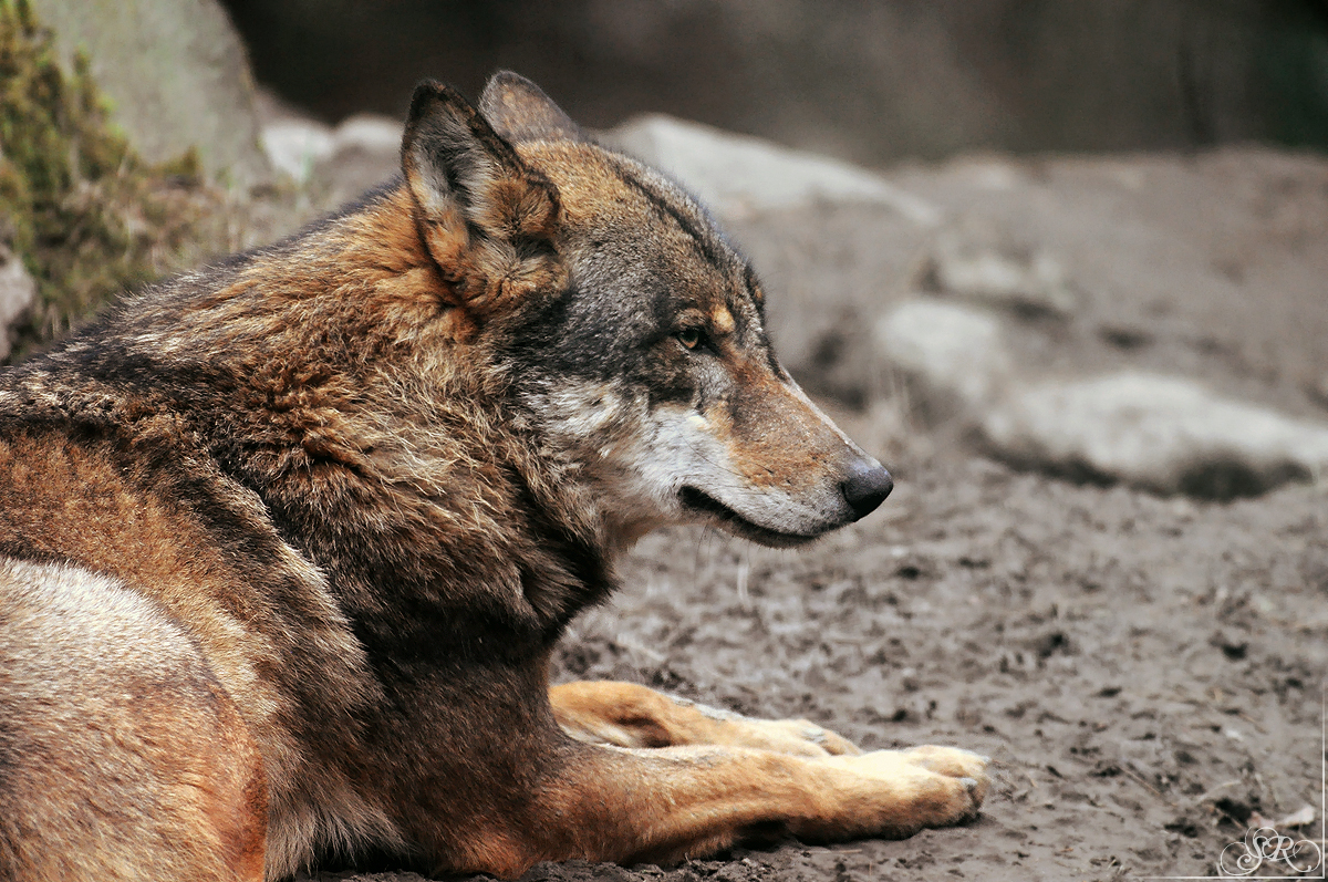 Sas_Olderdissen1203_Laika-02