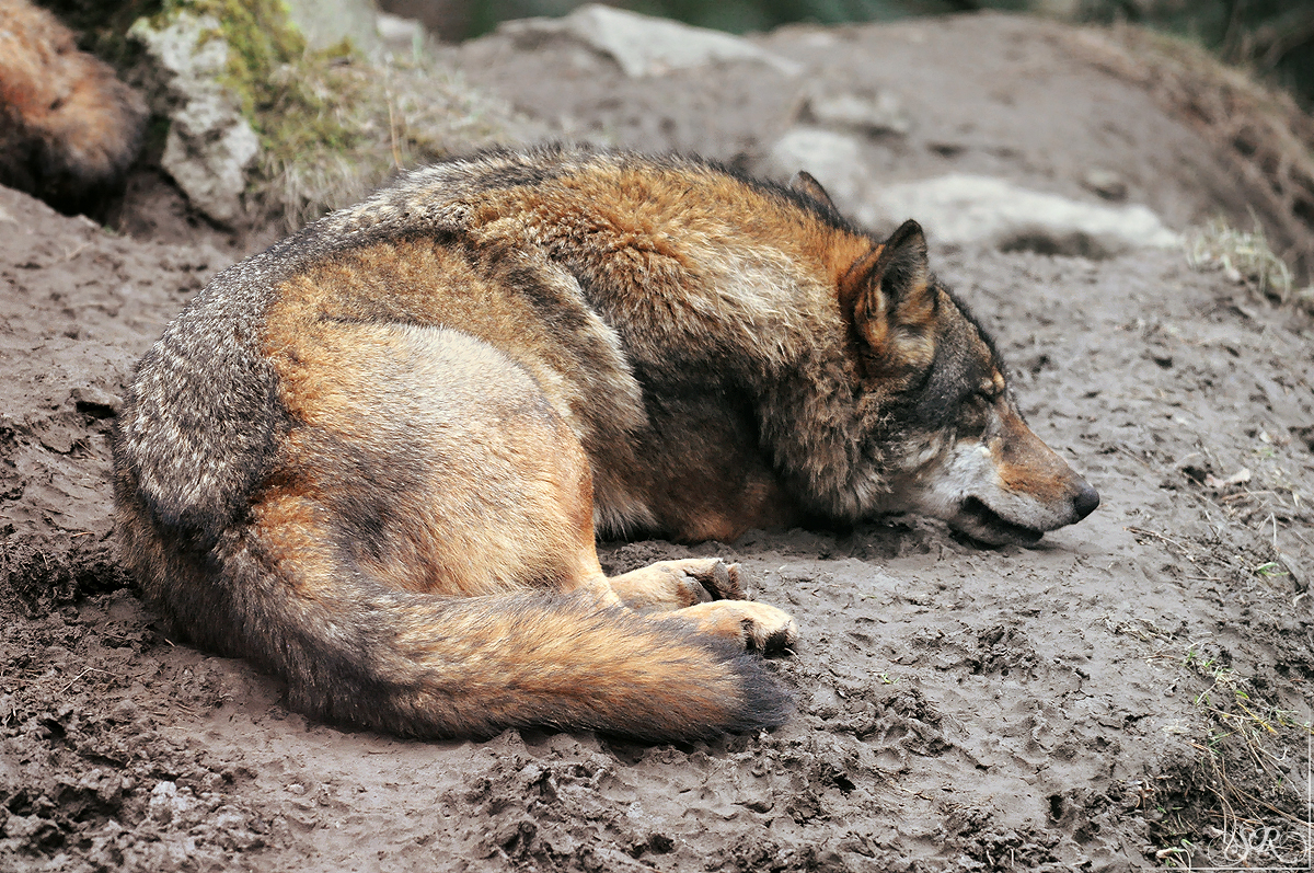 Sas_Olderdissen1203_Laika-03