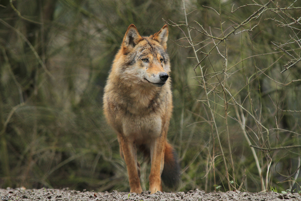 Olderdissen1302Kati_Ronja-20