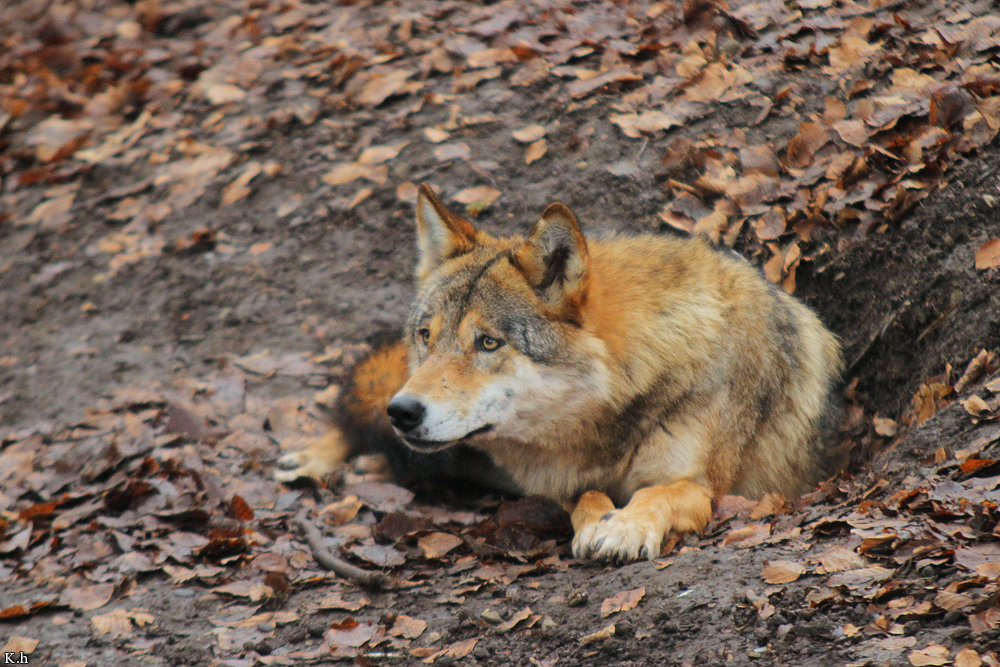 Olderdissen1302Kati_Ronja-50