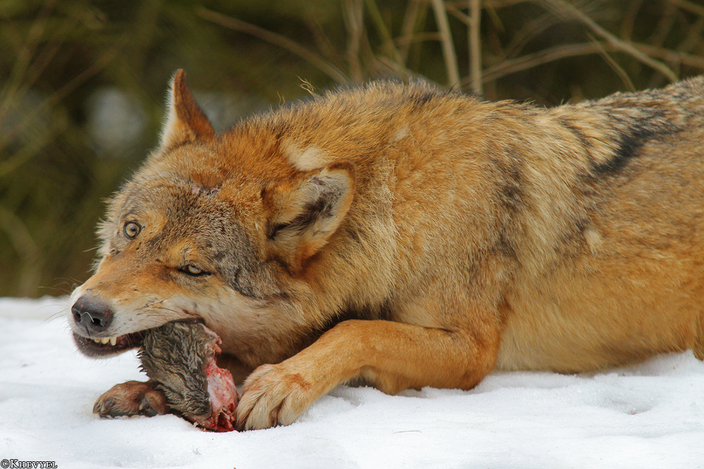 Olderdissen1302Kati_Ronja-23