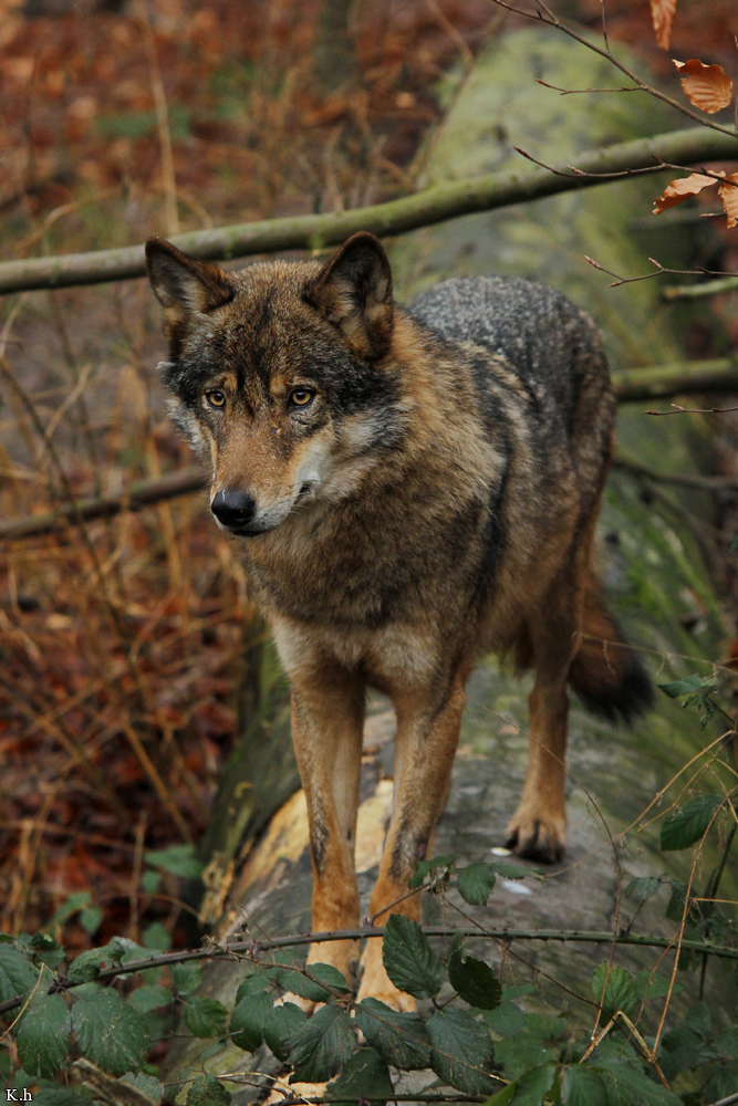 Olderdissen1302Kati_Smilla-09