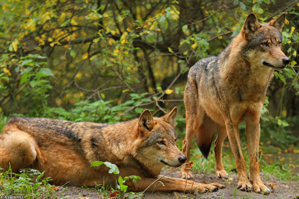 Olderdissen1310Kati_All-02