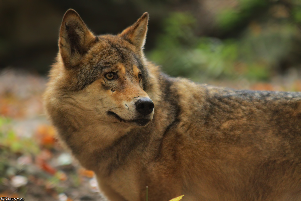 Olderdissen1310Kati_Ronja-05