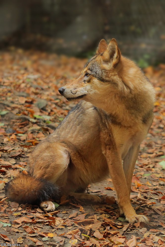 Olderdissen1310Kati_Ronja-06