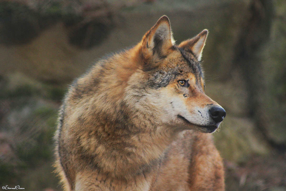 Olderdissen1402Jessi_Ronja-05