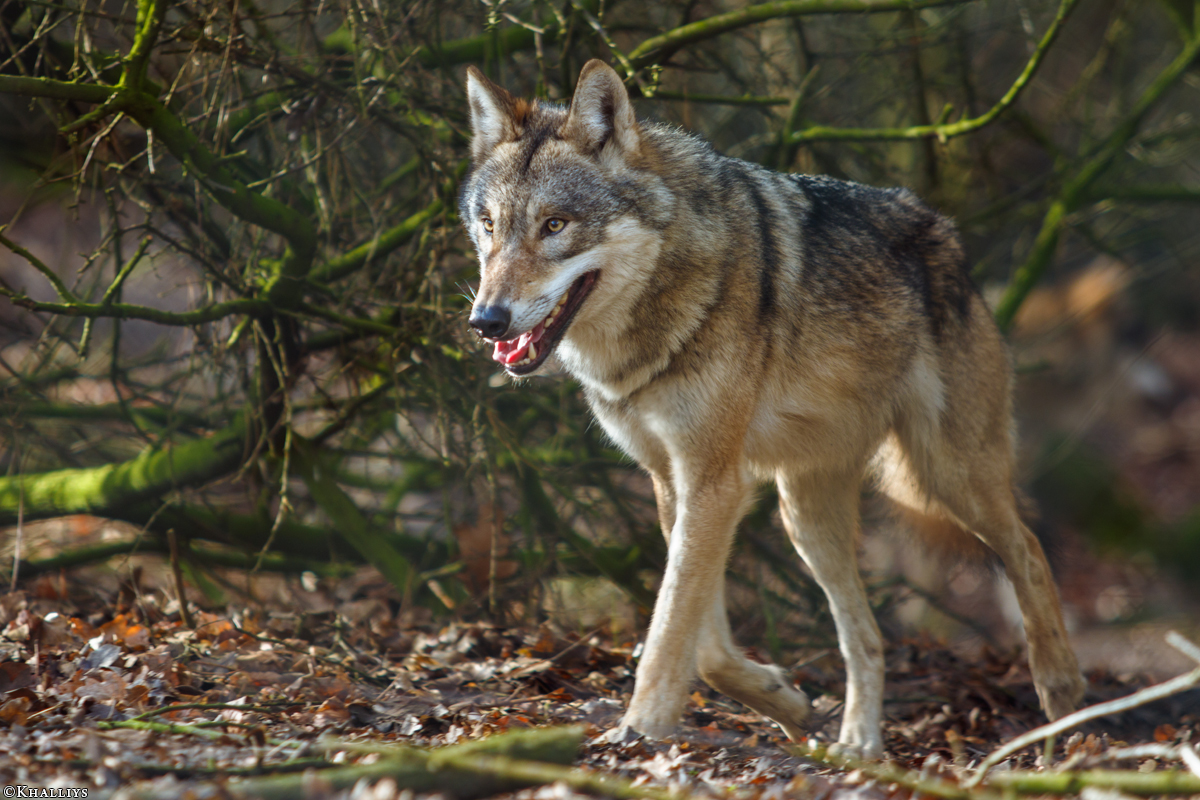 Olderdissen1702Kati_Rieke-20