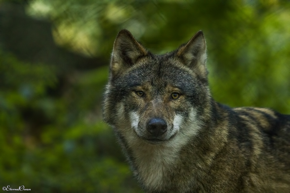 Olderdissen1710Jessi_Aik-08