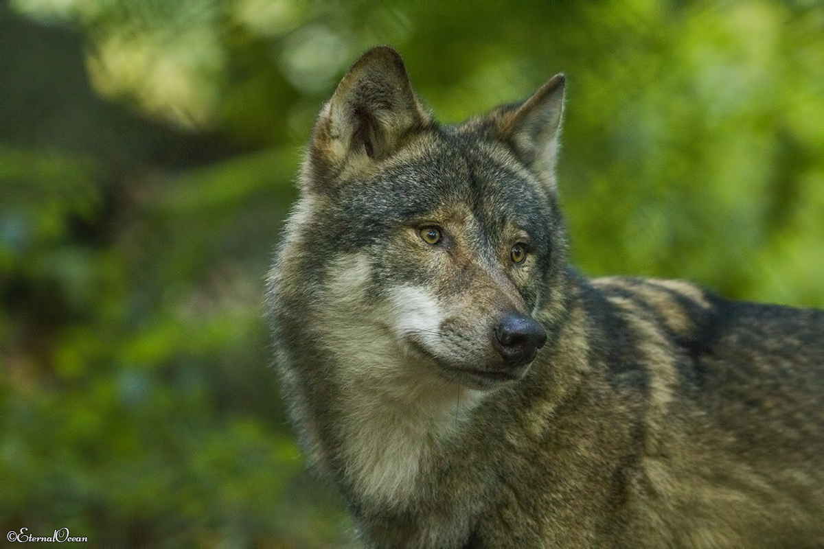 Olderdissen1710Jessi_Aik-10