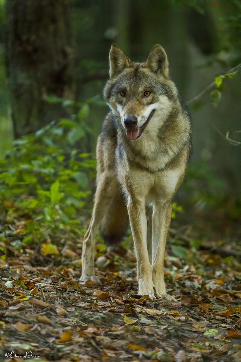 Olderdissen1710Jessi_Rieke-01