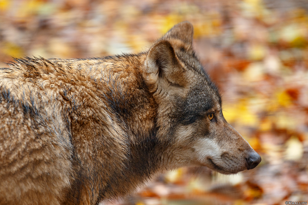 Olderdissen1711Kati_Aik-19