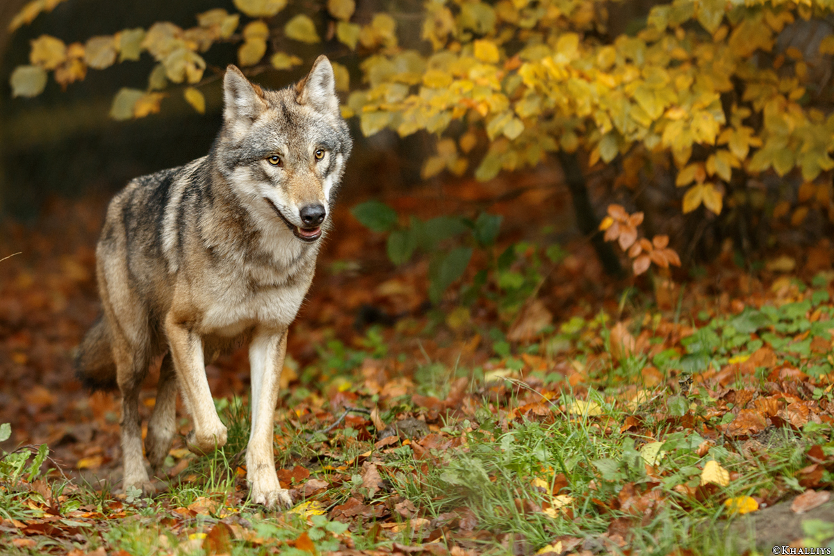 Olderdissen1711Kati_Rieke-49