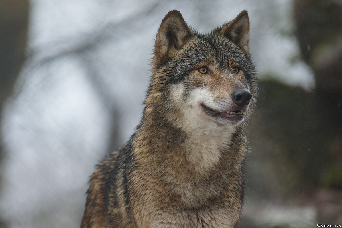 Olderdissen1802Kati_Aik-16